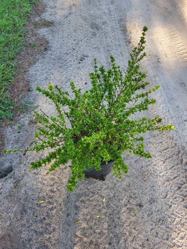 viburnum-obovatum-schillers-dwarf-walters-viburnum