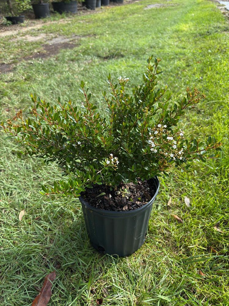 viburnum-obovatum-schillers-dwarf-walters-viburnum