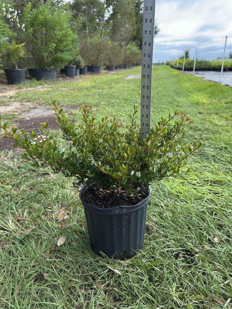 viburnum-obovatum-schillers-dwarf-walters-viburnum