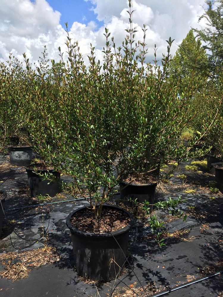 viburnum-obovatum-select-walters-viburnum
