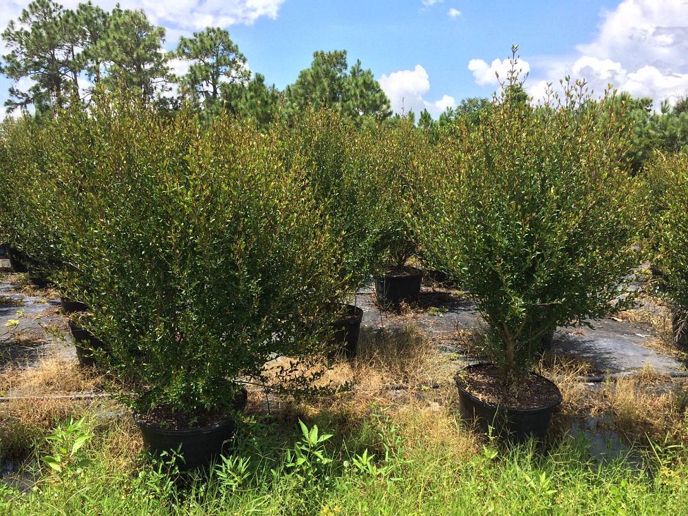 viburnum-obovatum-select-walters-viburnum