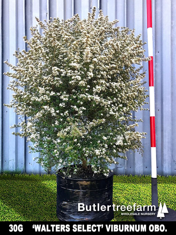 viburnum-obovatum-select-walters-viburnum