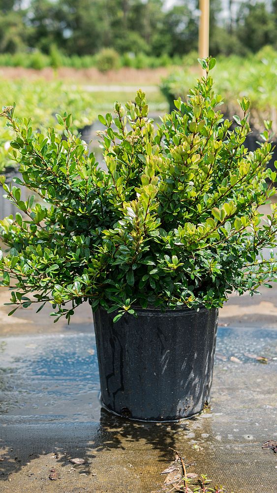 viburnum-obovatum-select-walters-viburnum