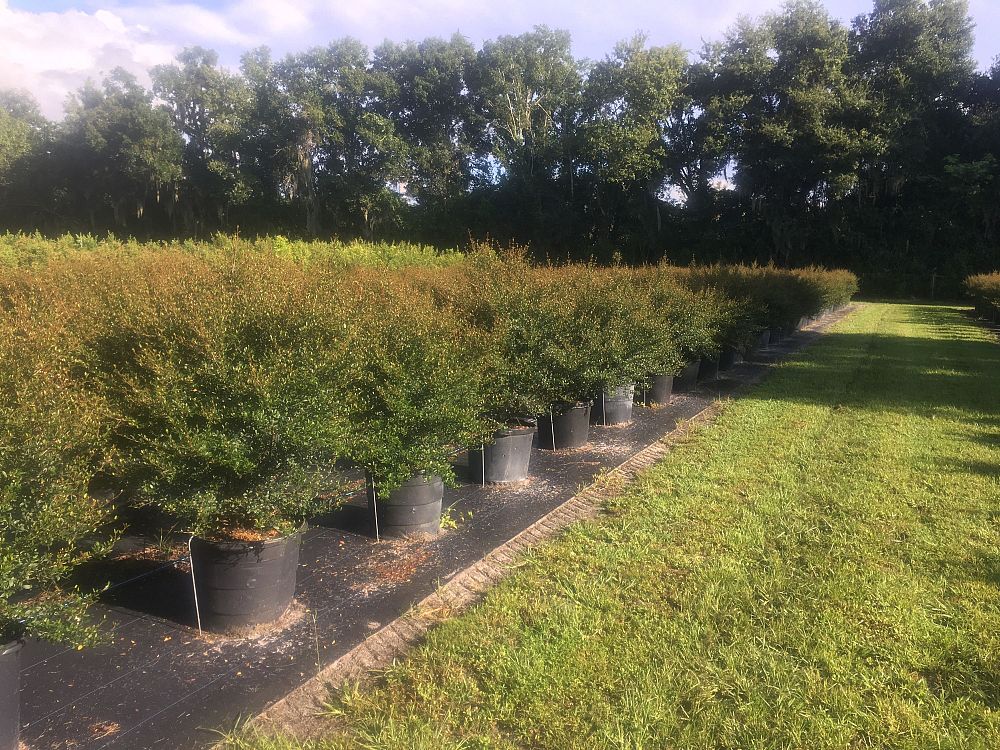 viburnum-obovatum-select-walters-viburnum