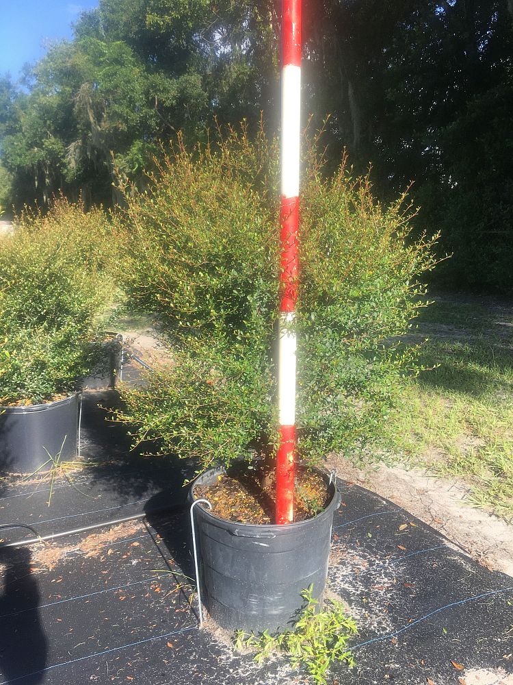 viburnum-obovatum-select-walters-viburnum