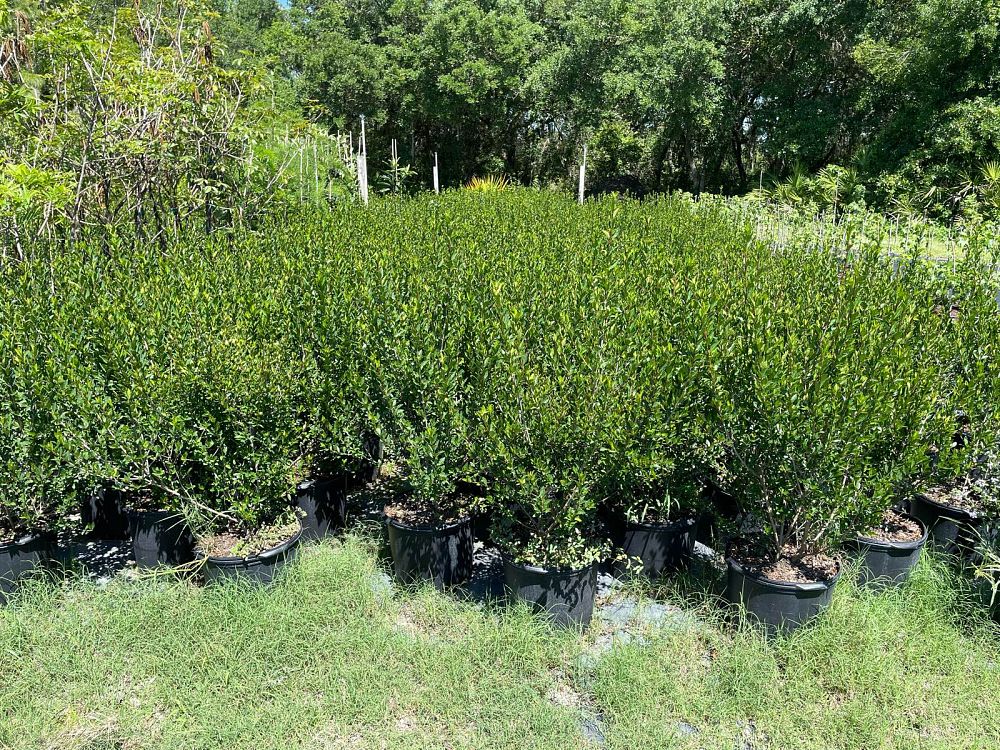 viburnum-obovatum-select-walters-viburnum
