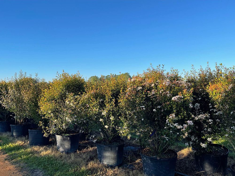 viburnum-obovatum-select-walters-viburnum