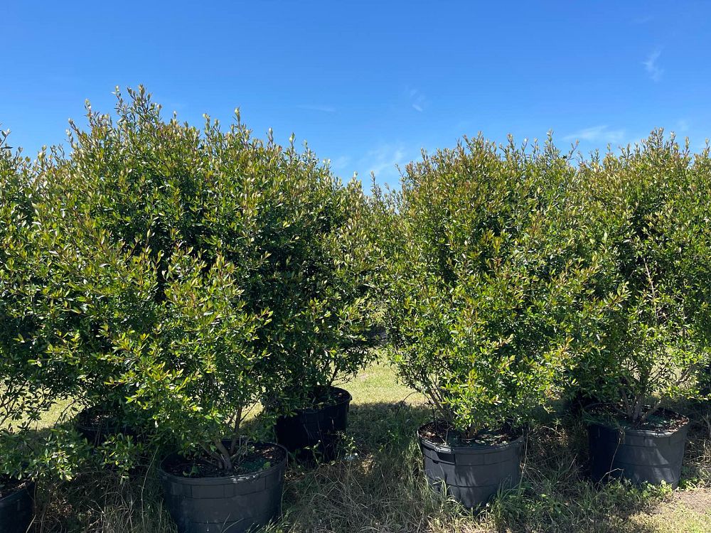 viburnum-obovatum-select-walters-viburnum