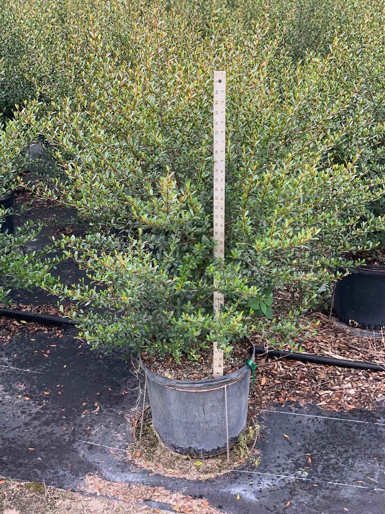 viburnum-obovatum-select-walters-viburnum