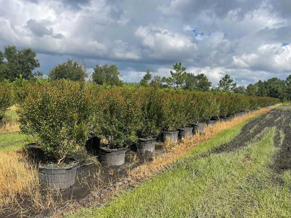 viburnum-obovatum-select-walters-viburnum