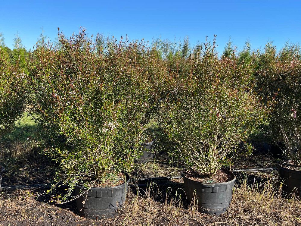 viburnum-obovatum-select-walters-viburnum