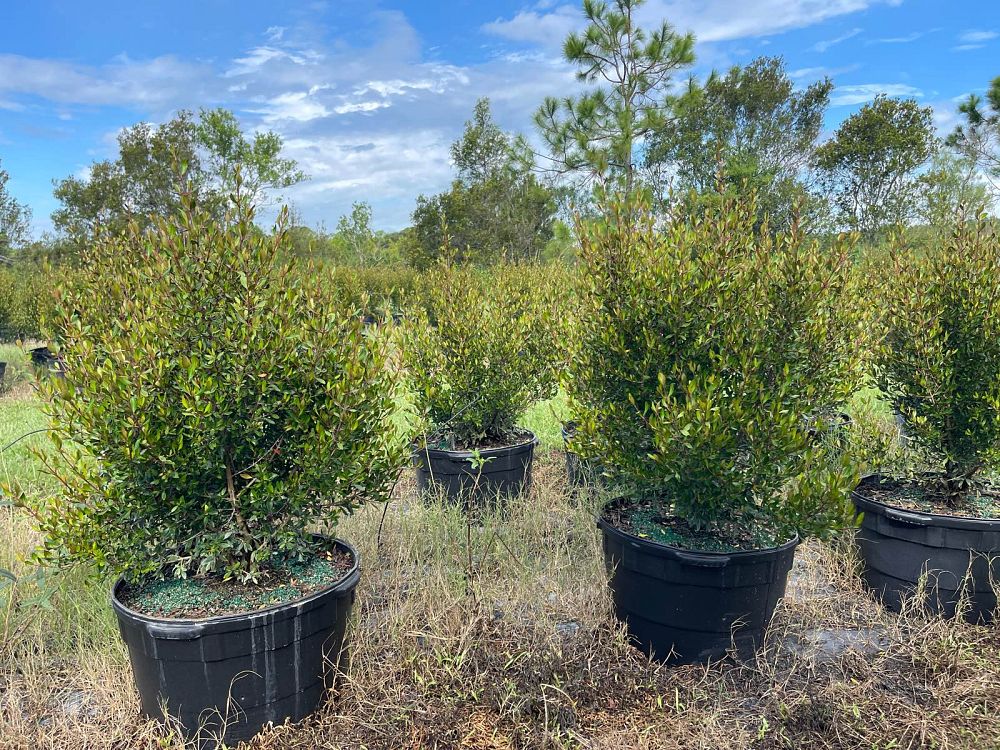 viburnum-obovatum-select-walters-viburnum
