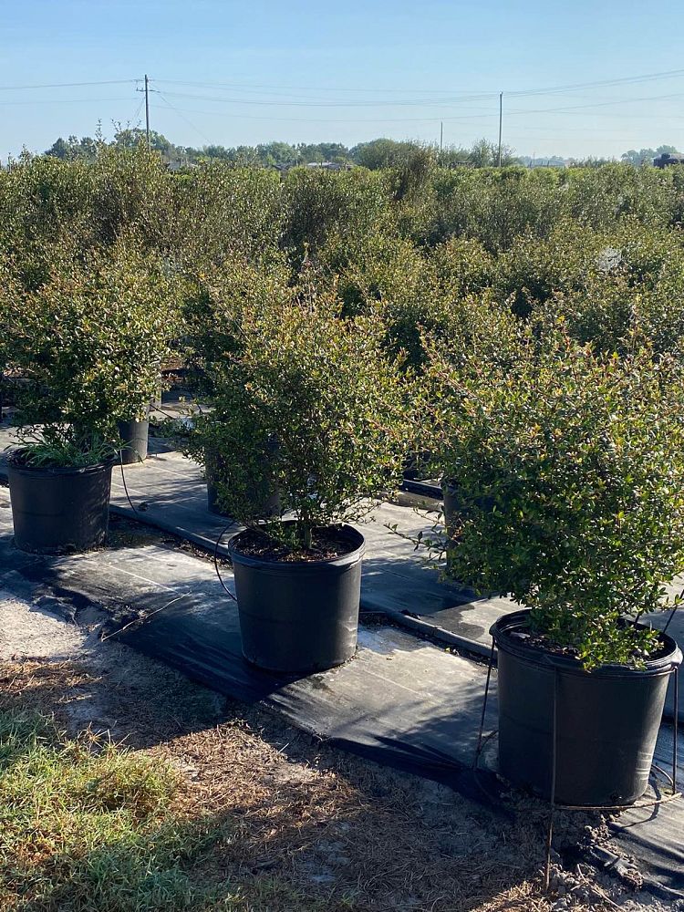 viburnum-obovatum-select-walters-viburnum