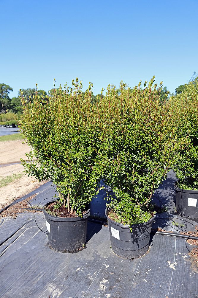 viburnum-obovatum-select-walters-viburnum