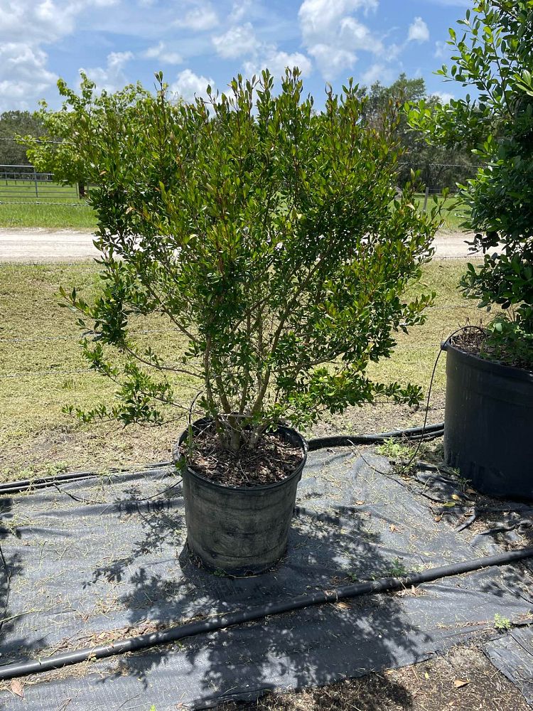 viburnum-obovatum-select-walters-viburnum