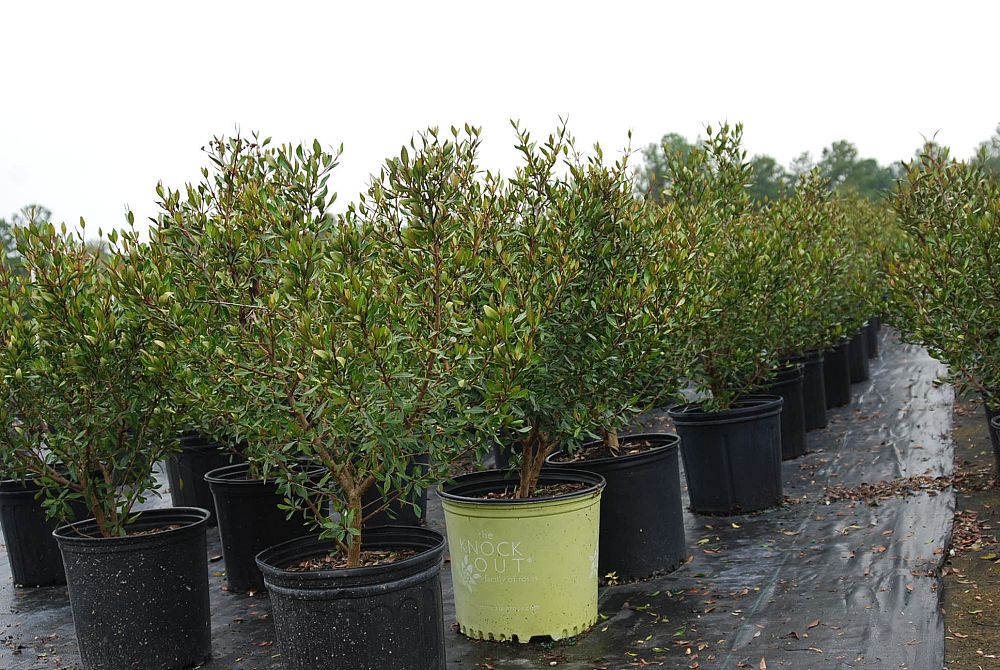 viburnum-obovatum-select-walters-viburnum