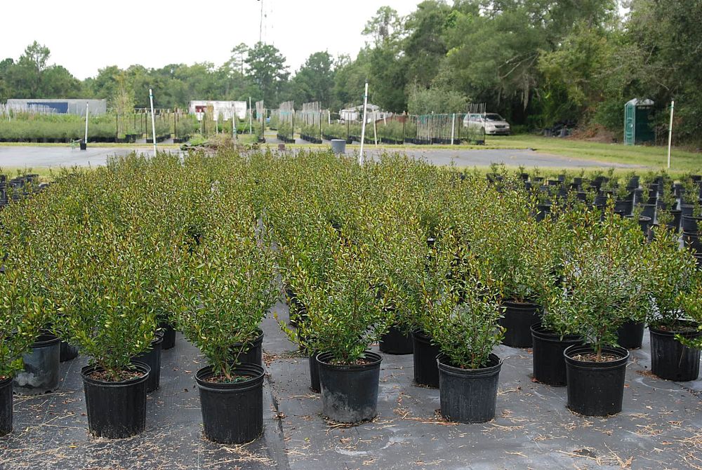 viburnum-obovatum-select-walters-viburnum