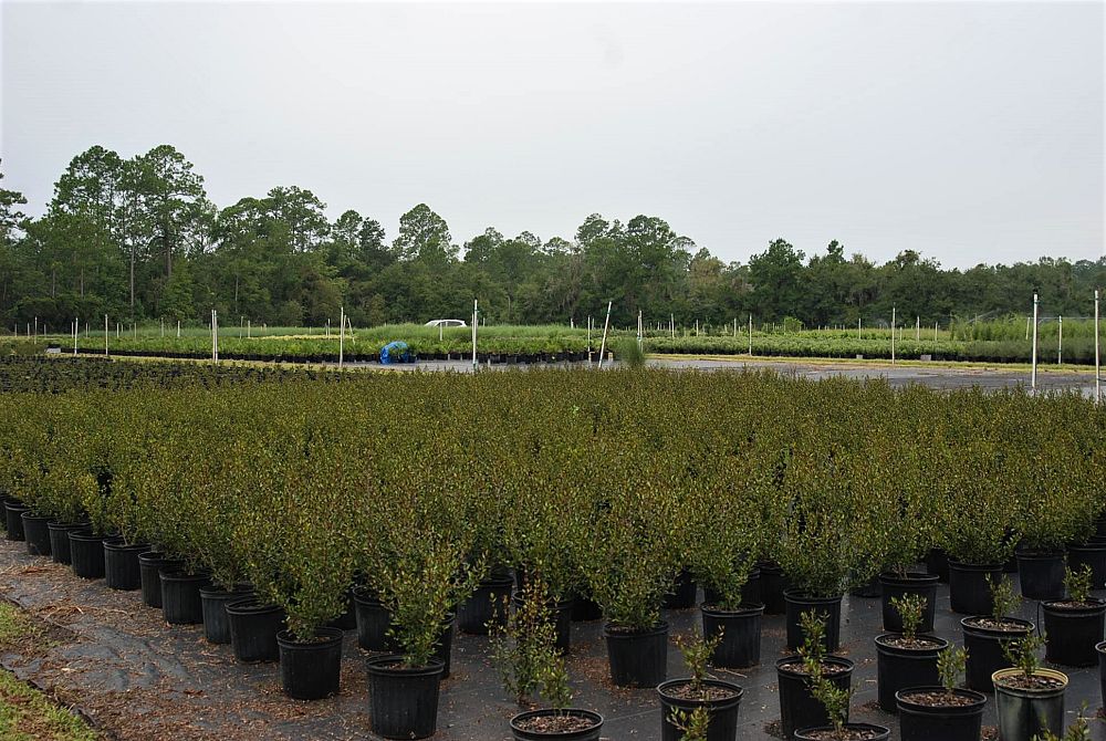viburnum-obovatum-select-walters-viburnum