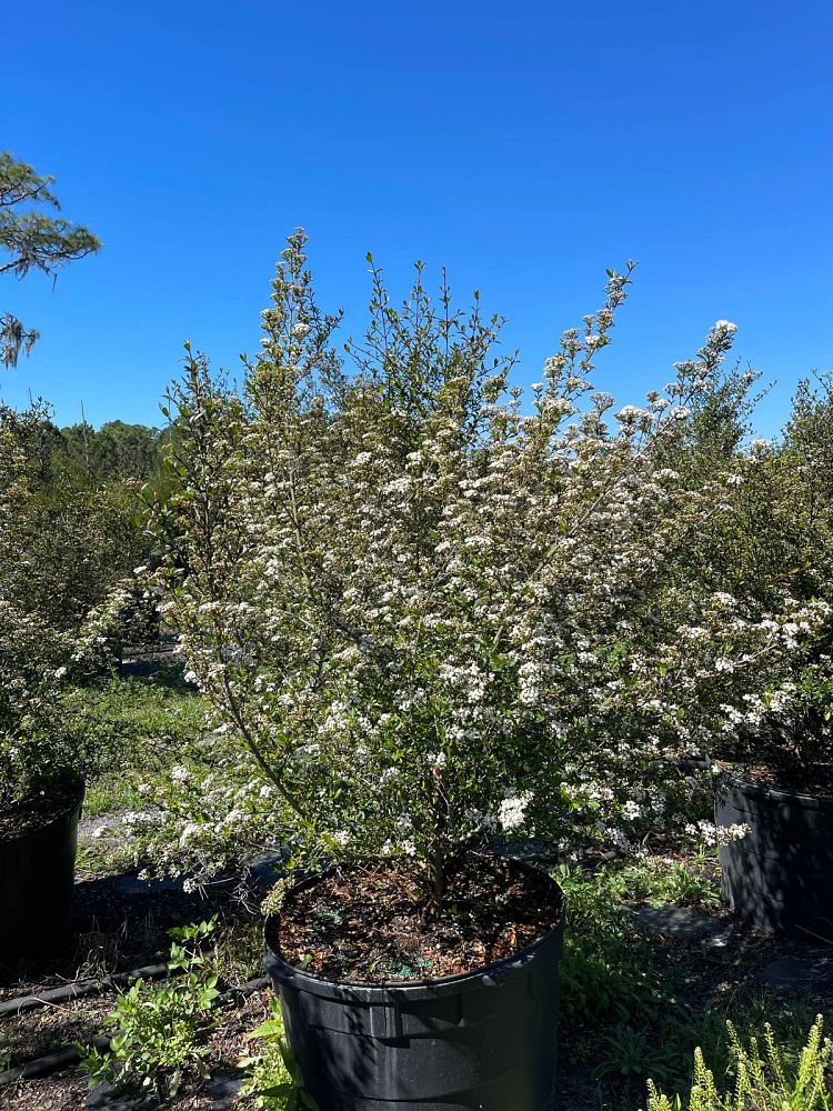 viburnum-obovatum-select-walters-viburnum