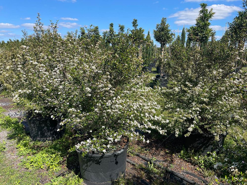 viburnum-obovatum-select-walters-viburnum