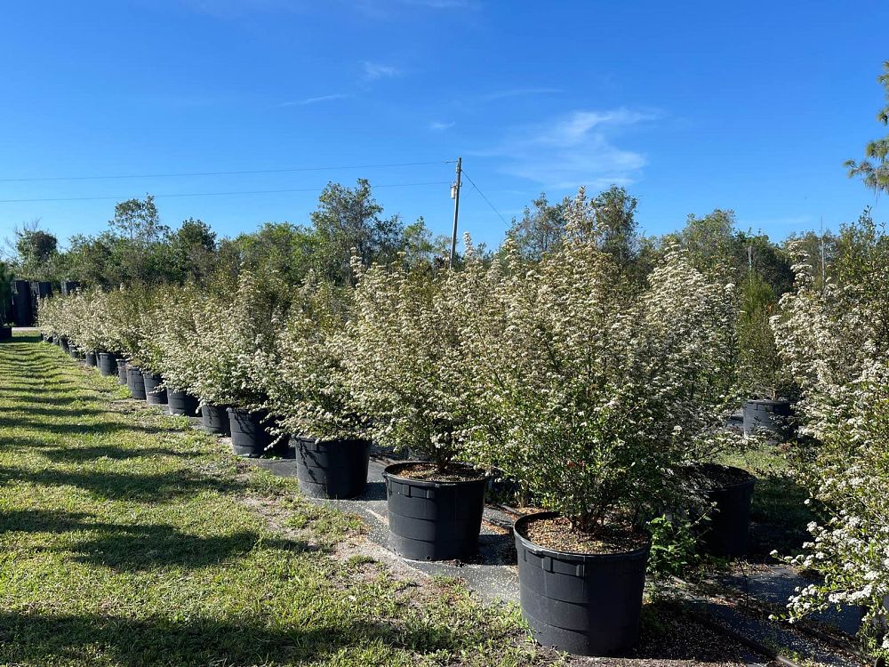 viburnum-obovatum-select-walters-viburnum