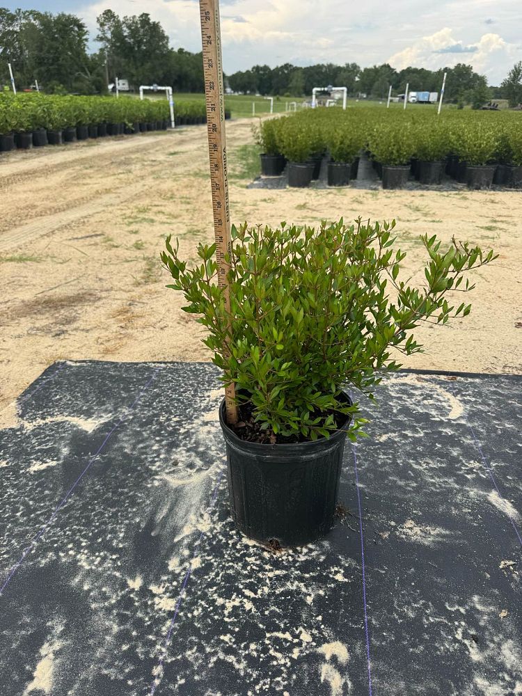 viburnum-obovatum-select-walters-viburnum