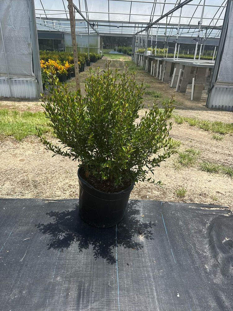 viburnum-obovatum-select-walters-viburnum