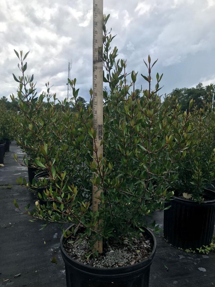 viburnum-obovatum-select-walters-viburnum