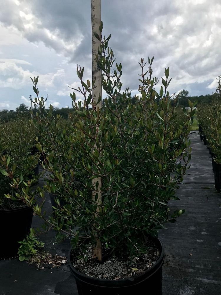viburnum-obovatum-select-walters-viburnum