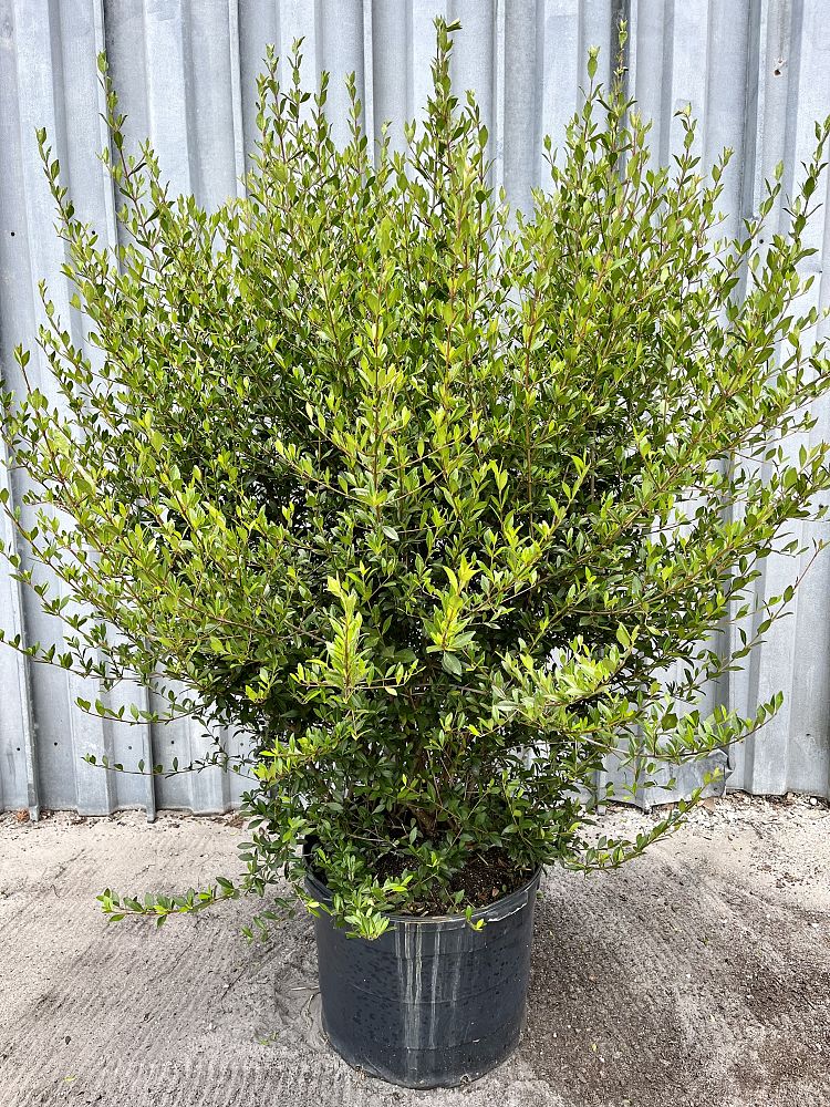 viburnum-obovatum-select-walters-viburnum