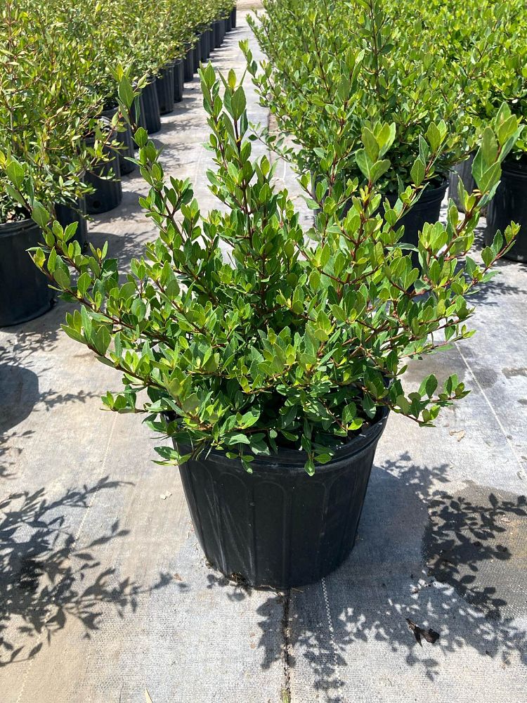 viburnum-obovatum-select-walters-viburnum
