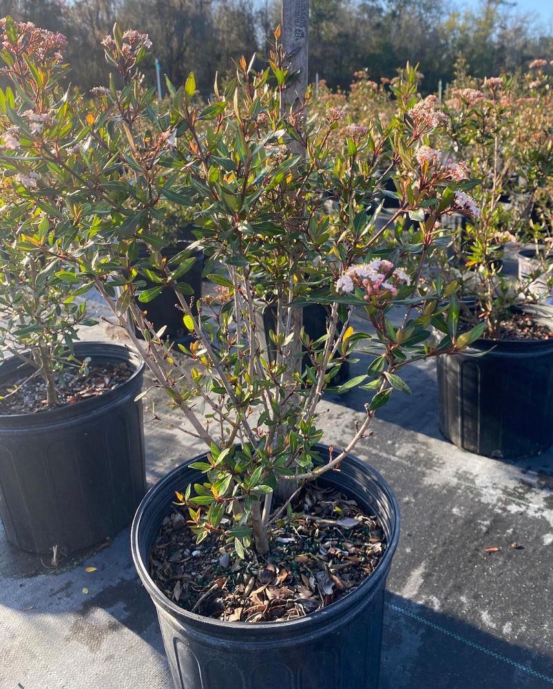 viburnum-obovatum-select-walters-viburnum