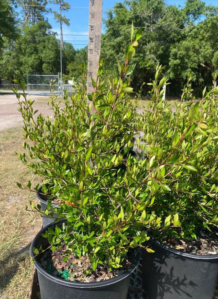 viburnum-obovatum-select-walters-viburnum
