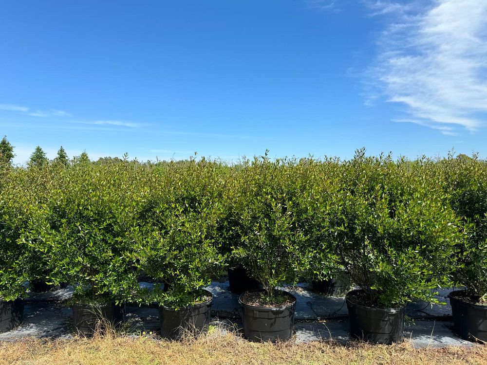 viburnum-obovatum-select-walters-viburnum