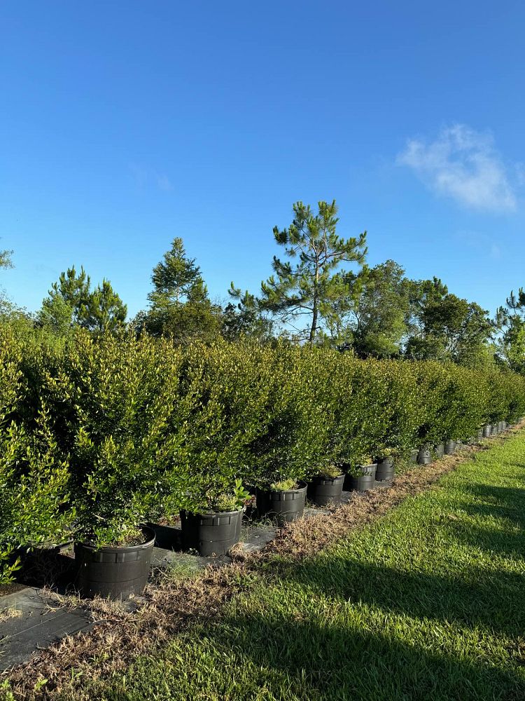 viburnum-obovatum-select-walters-viburnum