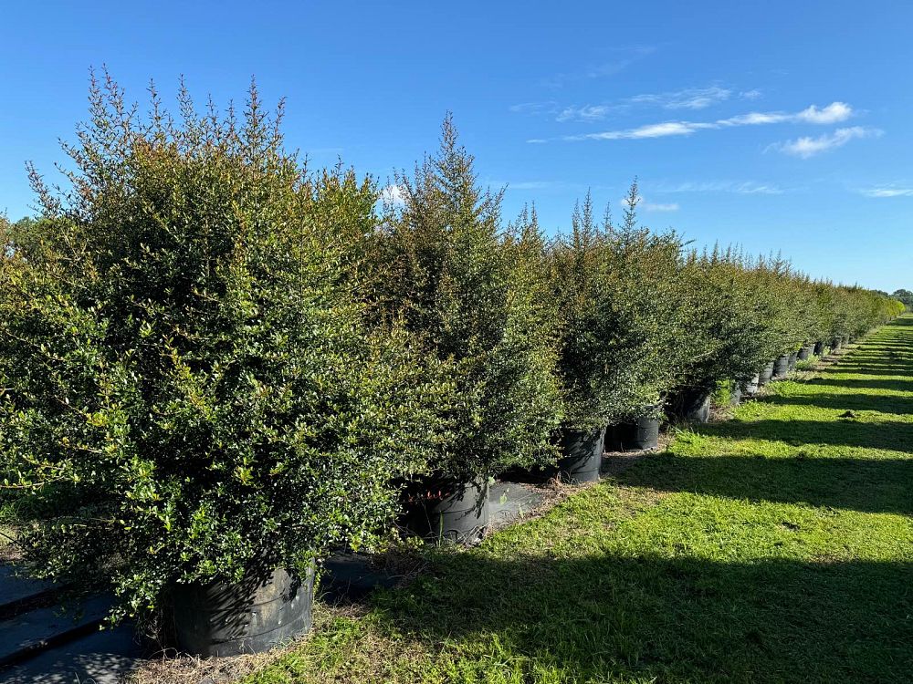viburnum-obovatum-select-walters-viburnum