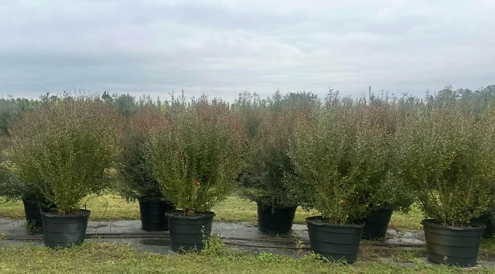 viburnum-obovatum-select-walters-viburnum