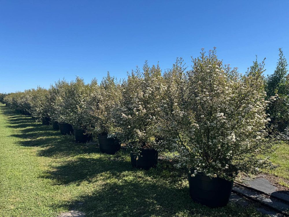 viburnum-obovatum-select-walters-viburnum