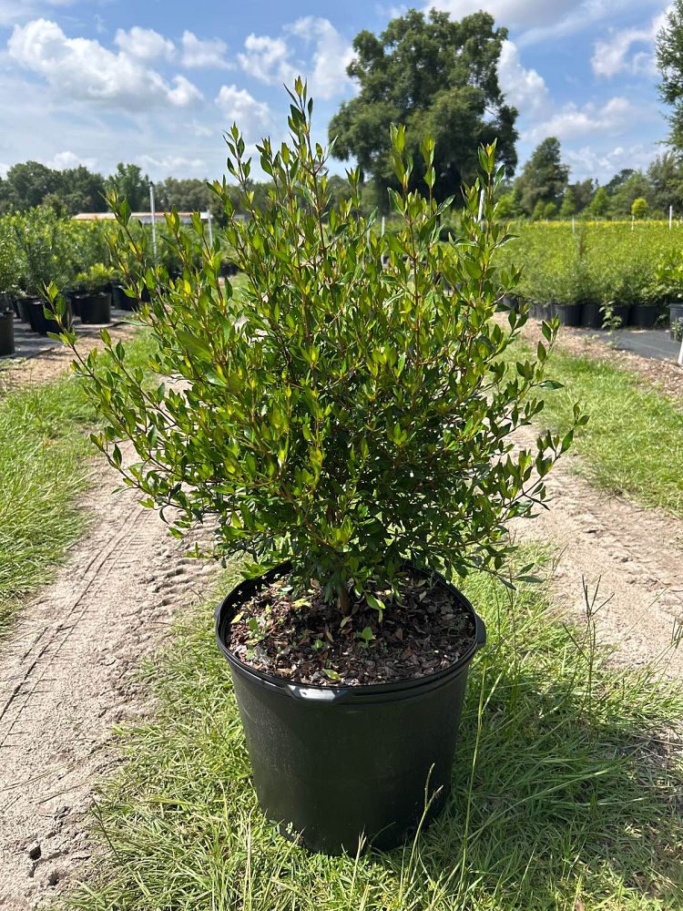 viburnum-obovatum-select-walters-viburnum