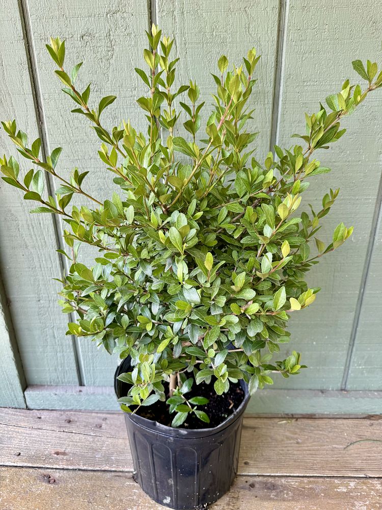 viburnum-obovatum-select-walters-viburnum