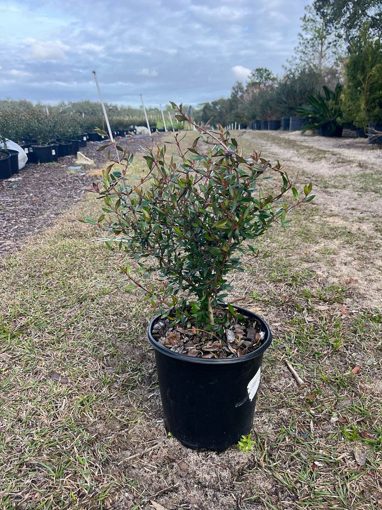 viburnum-obovatum-select-walters-viburnum