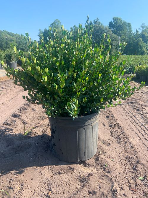 viburnum-obovatum-select-walters-viburnum