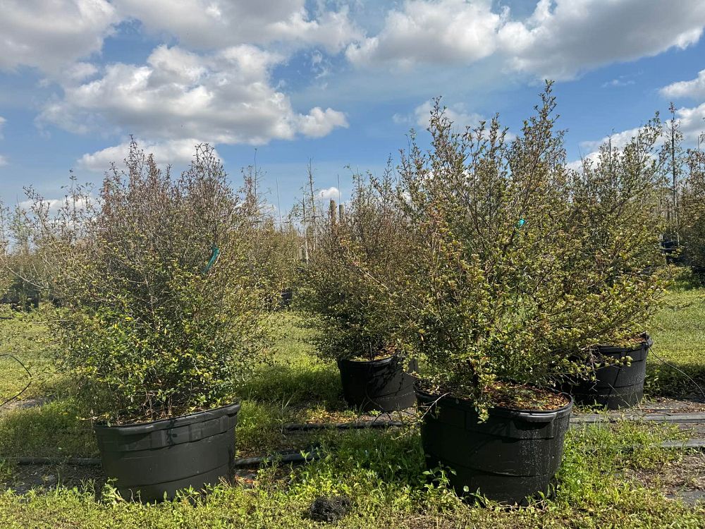 viburnum-obovatum-select-walters-viburnum