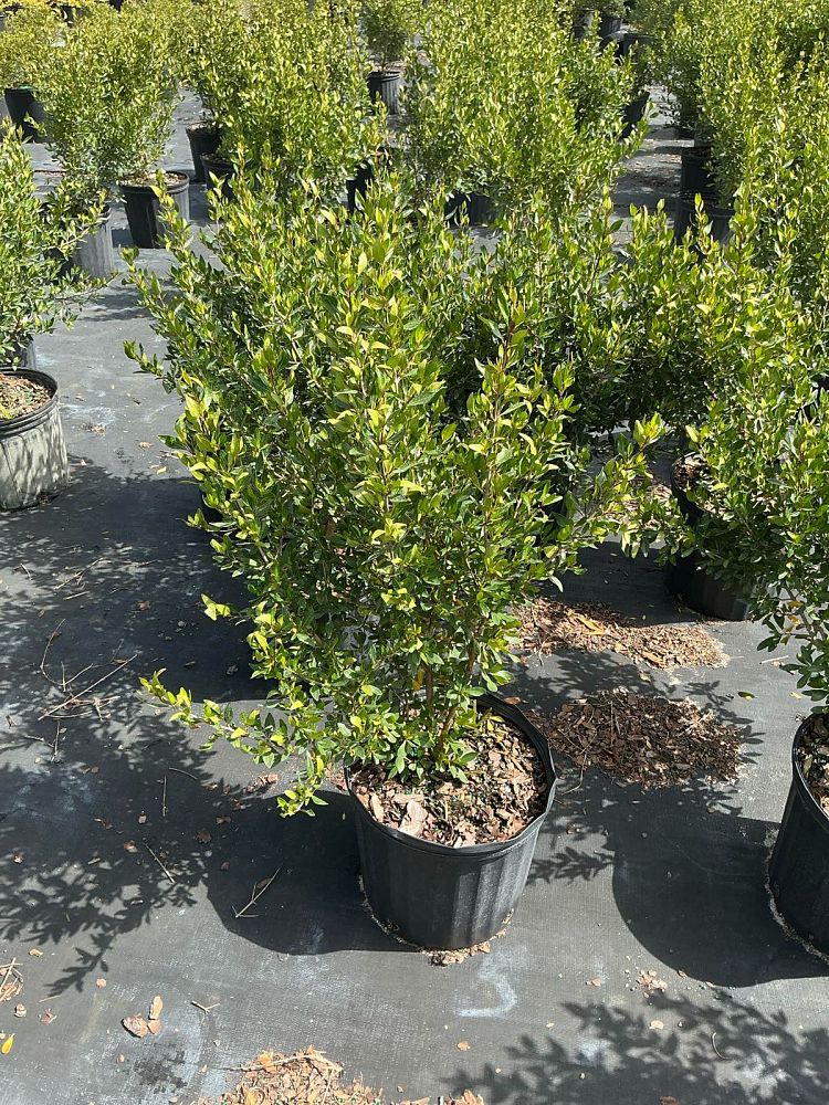 viburnum-obovatum-select-walters-viburnum