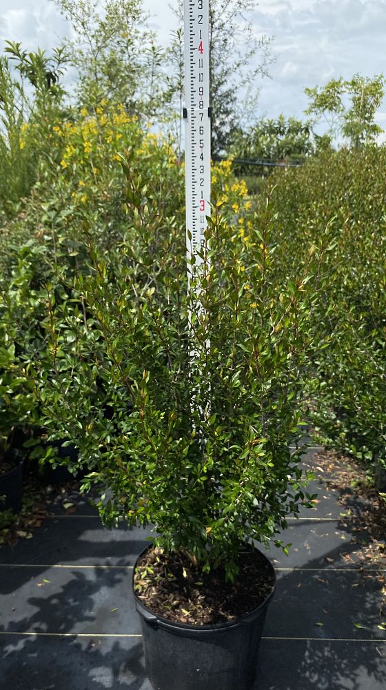 viburnum-obovatum-select-walters-viburnum