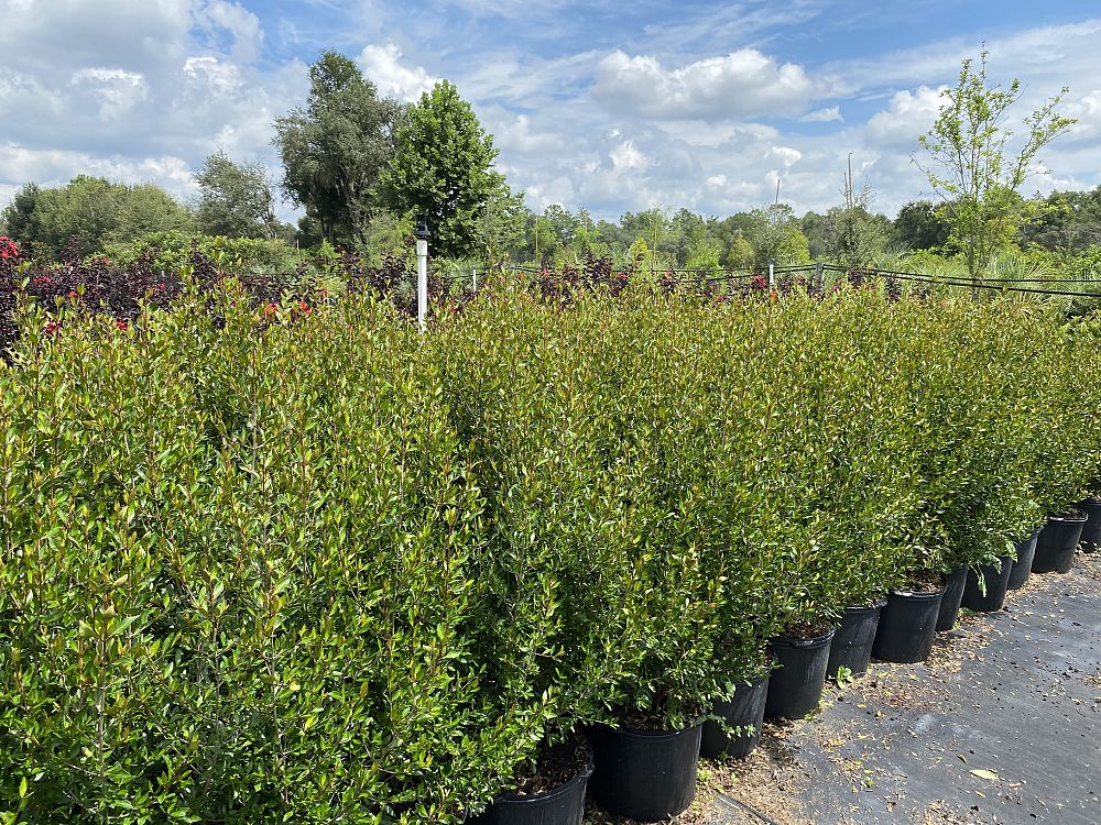 viburnum-obovatum-select-walters-viburnum