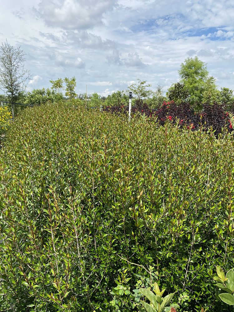 viburnum-obovatum-select-walters-viburnum