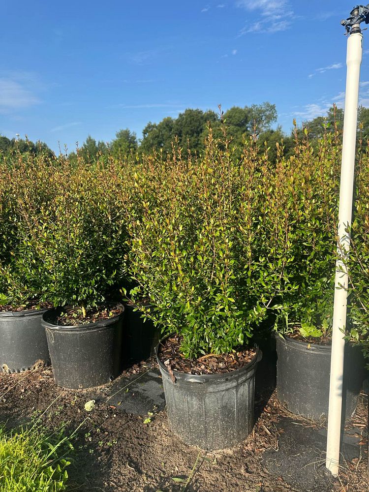 viburnum-obovatum-select-walters-viburnum