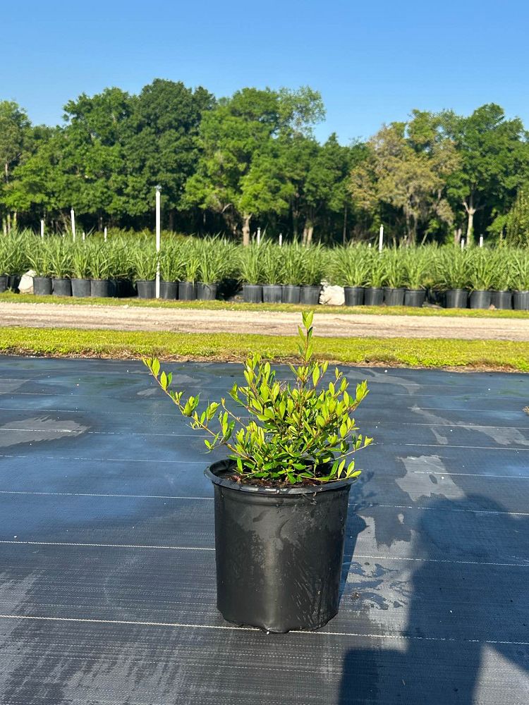 viburnum-obovatum-select-walters-viburnum