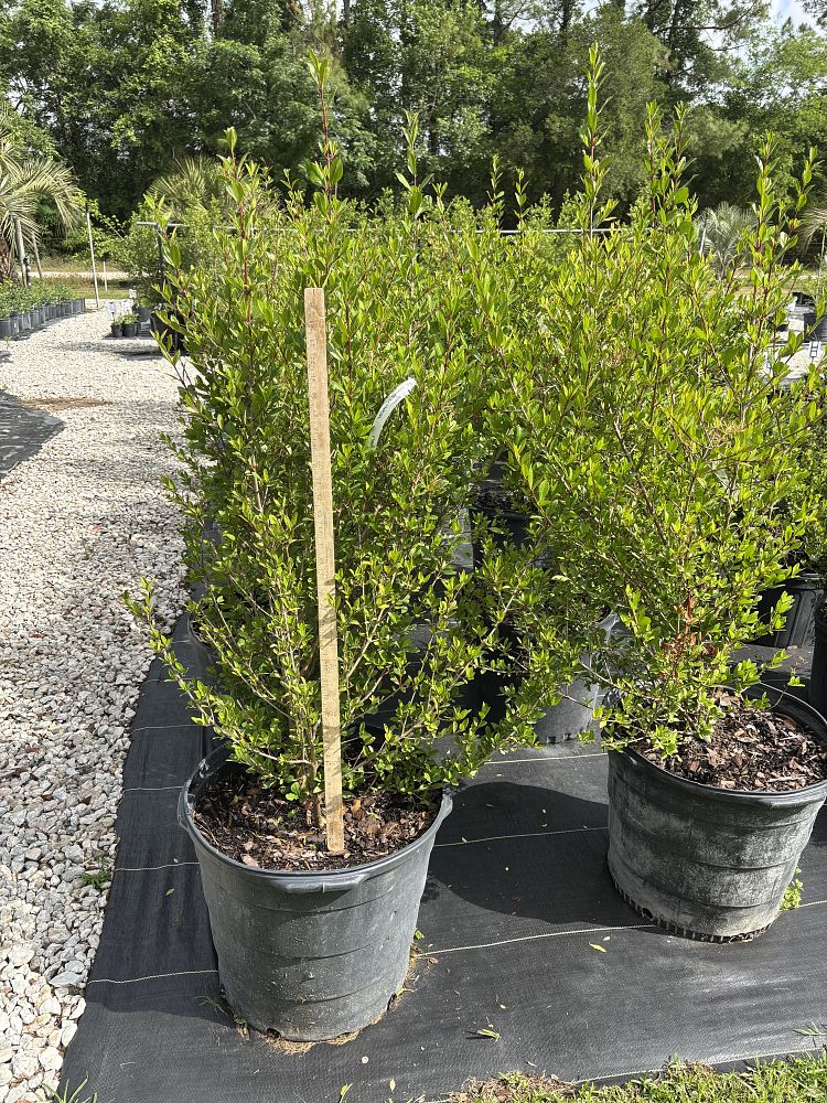 viburnum-obovatum-select-walters-viburnum